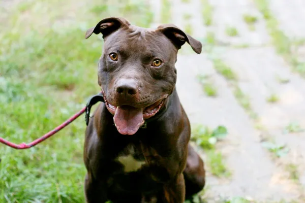 Znaleziono psa, Wałbrzych, 5 listopada 2025 (1/2)