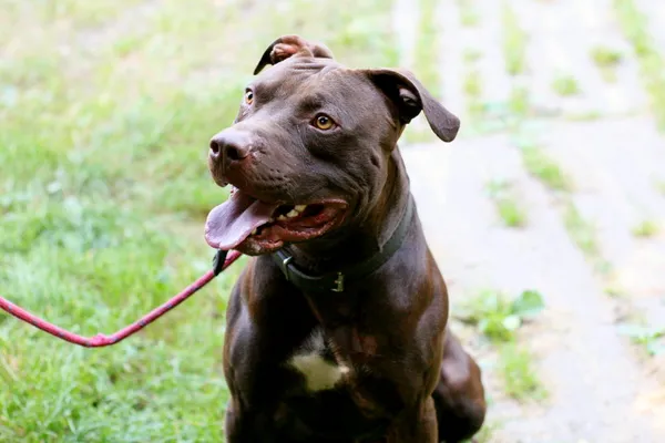 Znaleziono psa, Wałbrzych, 5 listopada 2025 (2/2)