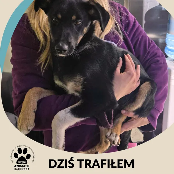 Znaleziono psa, Dąbrówka, 6 listopada 2025