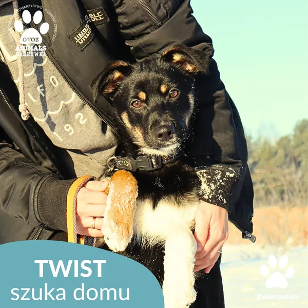 Znaleziono psa, Dąbrówka, 9 stycznia 2026 (4/4)