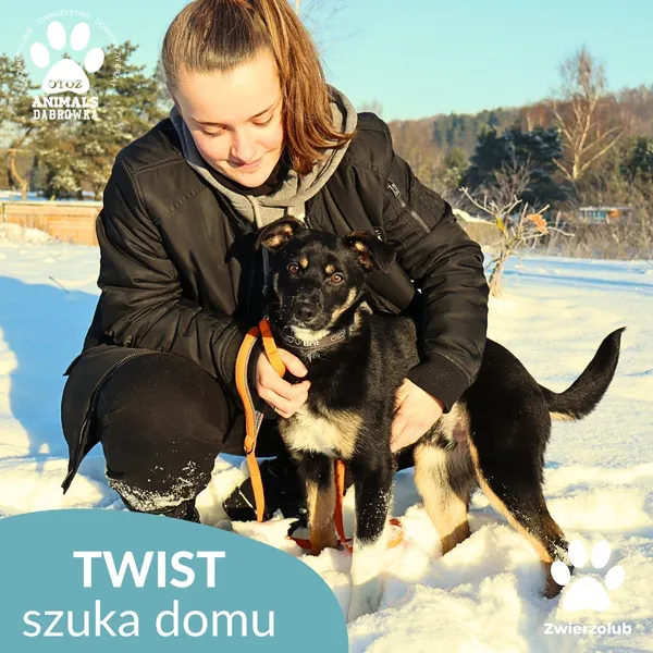 Znaleziono psa, Dąbrówka, 9 stycznia 2026 (2/4)