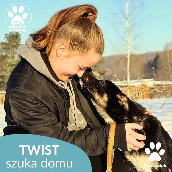 Znaleziono psa, Dąbrówka, 9 stycznia 2026 (3/4)