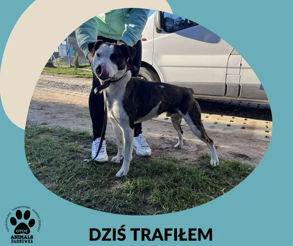 Znaleziono psa, Dąbrówka, 7 listopada 2025