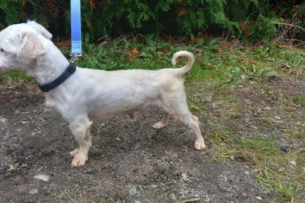 Znaleziono psa, Henrykowo, 24 października 2025