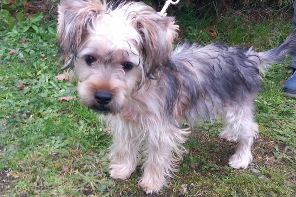 Znaleziono psa, Henrykowo, 23 października 2025