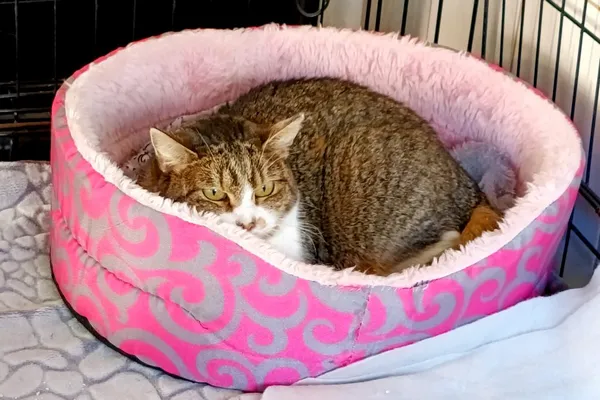 Znaleziono kota, Wałbrzych, 3 listopada 2025