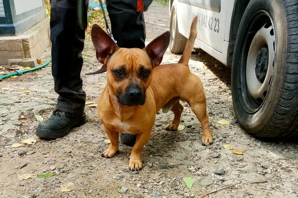 Znaleziono psa, Wałbrzych, 10 listopada 2025