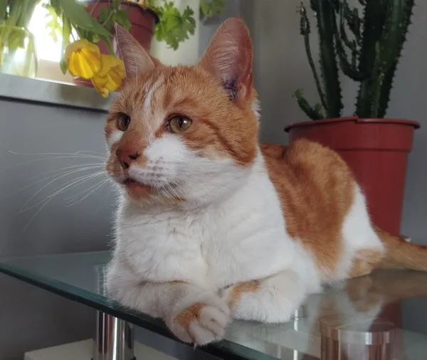 Zaginął kot, Nowe Trzepowo, Trzepowo, 13 listopada 2025