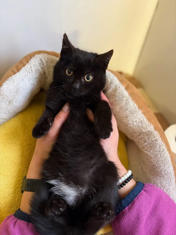 Oddam kota, Olsztyn, Kortowo, 13 listopada 2025 (2/4)