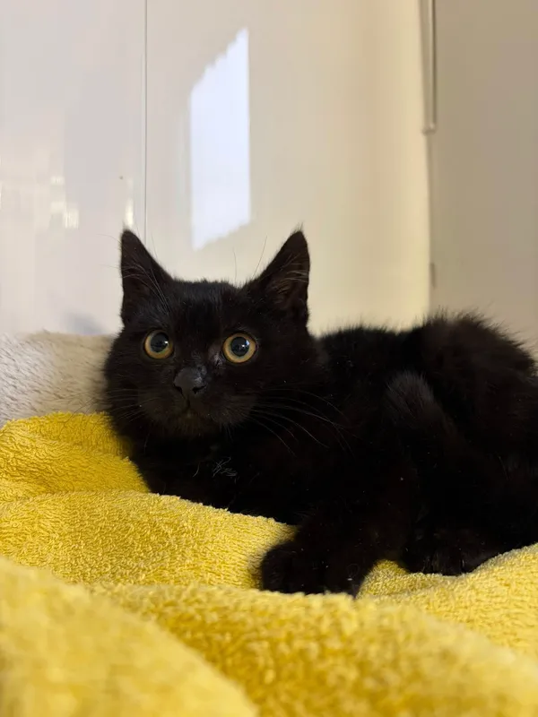 Oddam kota, Olsztyn, Kortowo, 13 listopada 2025 (3/4)