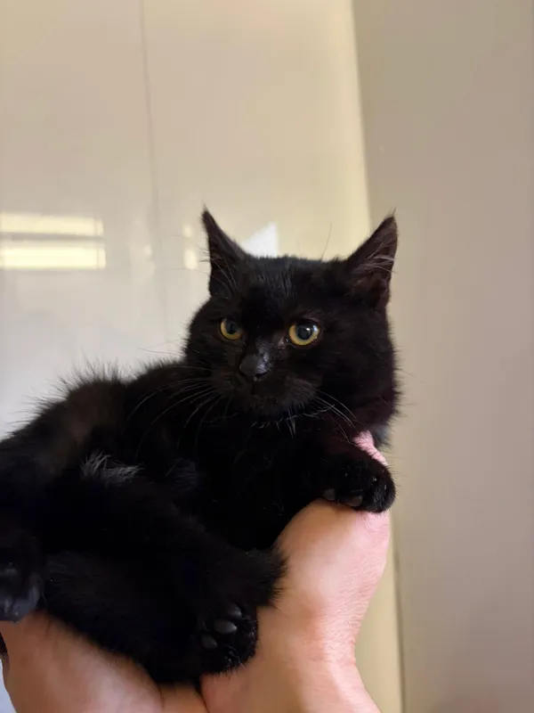 Oddam kota, Olsztyn, Kortowo, 13 listopada 2025 (4/4)