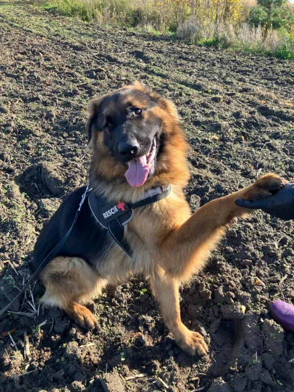 Oddam psa, Olsztyn, Grunwaldzkie, 13 listopada 2025 (3/6)