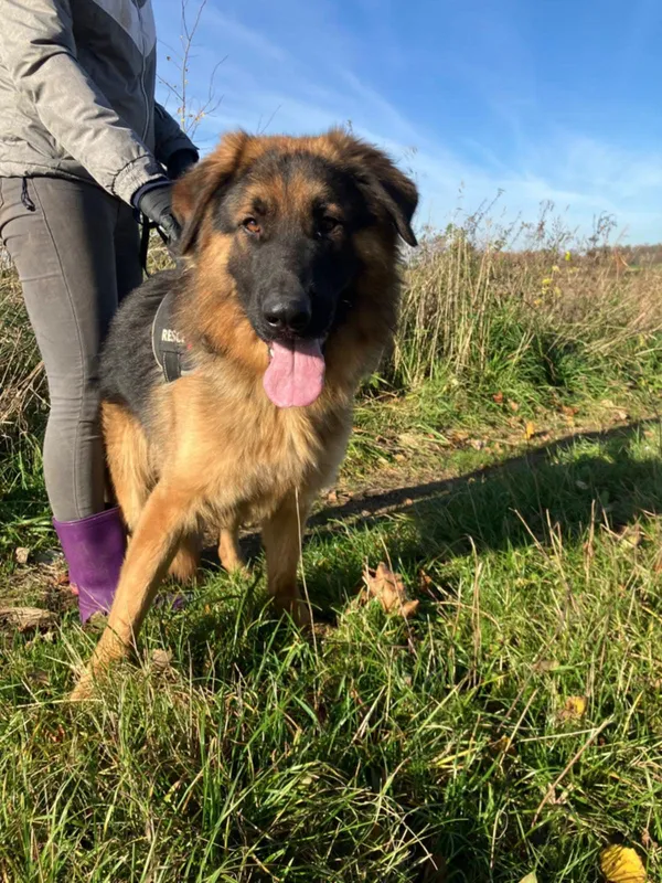 Oddam psa, Olsztyn, Grunwaldzkie, 13 listopada 2025 (4/6)