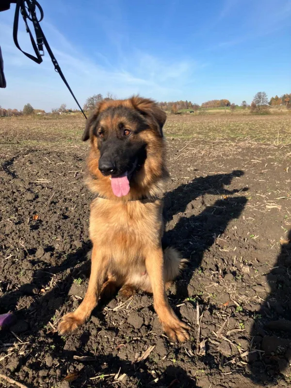 Oddam psa, Olsztyn, Grunwaldzkie, 13 listopada 2025 (6/6)