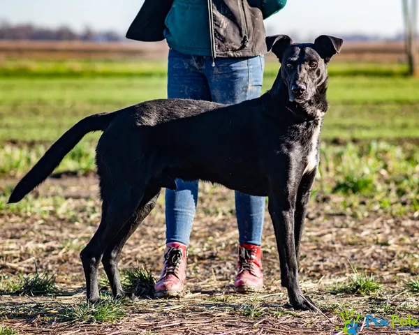 Pies do adopcji, Racławice, 10 listopada 2025 (1/5)