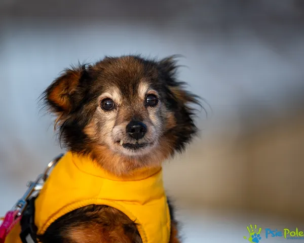Pies do adopcji, Racławice, 11 listopada 2025 (1/5)