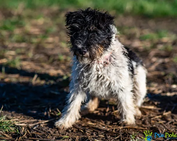 Pies do adopcji, Racławice, 12 listopada 2025 (1/5)