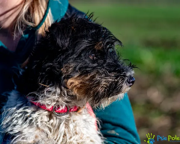 Pies do adopcji, Racławice, 12 listopada 2025 (3/5)