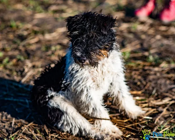 Pies do adopcji, Racławice, 12 listopada 2025 (4/5)