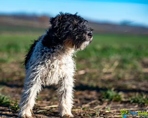Pies do adopcji, Racławice, 12 listopada 2025 (5/5)