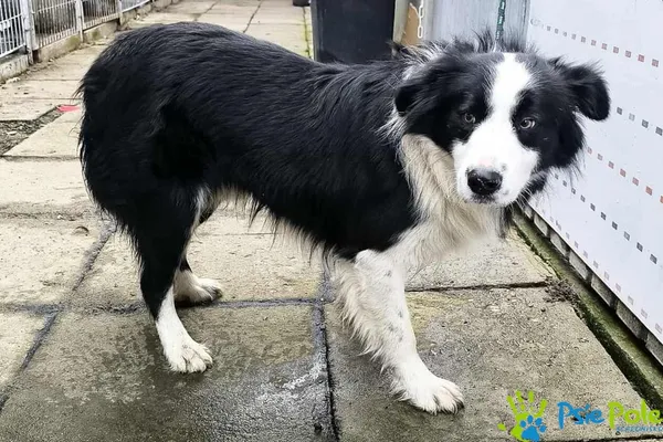 Pies do adopcji, Racławice, 13 listopada 2025 (3/3)