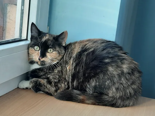 Zaginął kot, Warszawa, Nowe Włochy, 13 listopada 2025 (2/2)