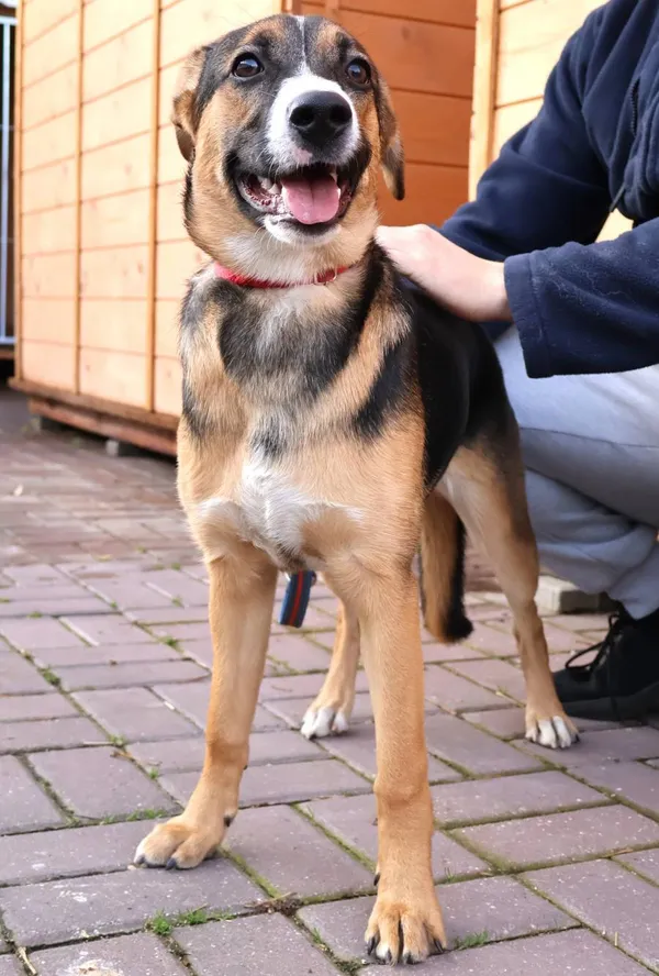 Znaleziono psa, Łódź, 13 listopada 2025 (2/4)