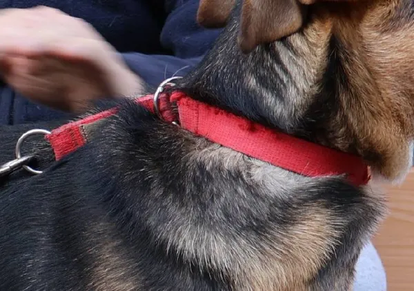 Znaleziono psa, Łódź, 13 listopada 2025 (4/4)