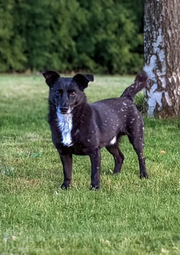 Zaginął pies, Szczecin, Pomorzany, 13 listopada 2025 (1/2)