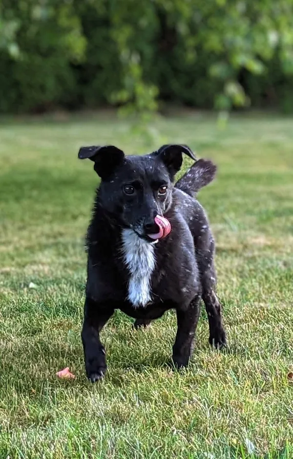 Zaginął pies, Szczecin, Pomorzany, 13 listopada 2025 (2/2)