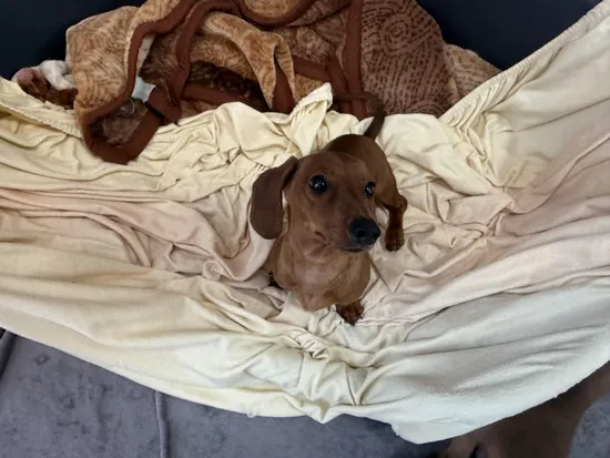 Pies do adopcji, Kraków, 29 października 2025