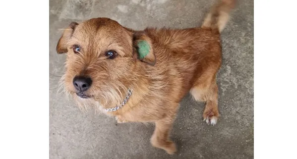 Znaleziono psa, Wrocław, 7 listopada 2025 (1/2)