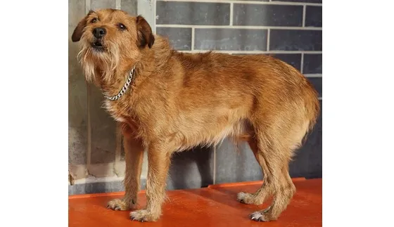 Znaleziono psa, Wrocław, 7 listopada 2025 (2/2)