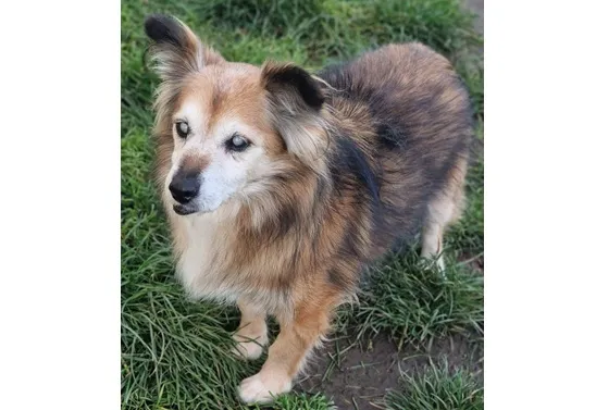 Znaleziono psa, Wrocław, 8 listopada 2025