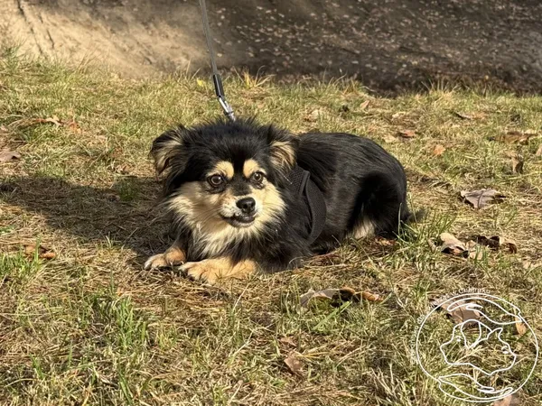 Pies do adopcji, Chełmek, 21 października 2025