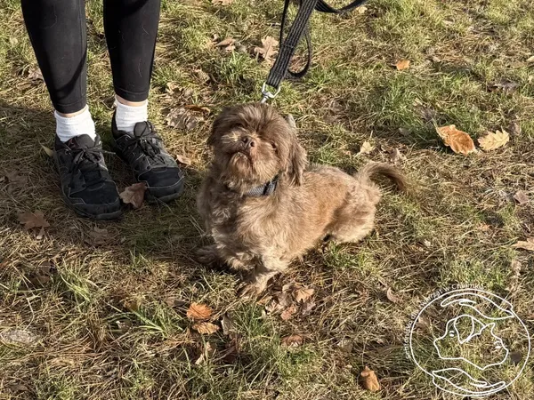 Pies do adopcji, Chełmek, 14 października 2025