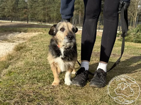 Pies do adopcji, Chełmek, 14 października 2025