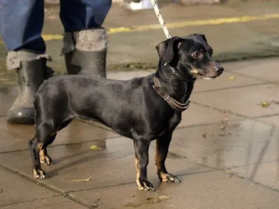 Pies do adopcji, Pabianice, 10 listopada 2025 (1/3)