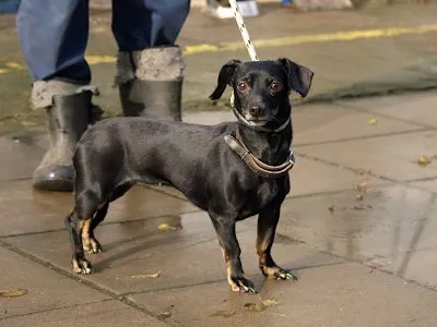 Pies do adopcji, Pabianice, 10 listopada 2025 (2/3)