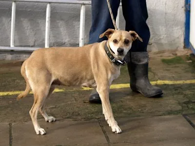 Pies do adopcji, Pabianice, 10 listopada 2025 (1/2)