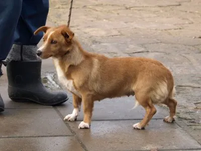 Pies do adopcji, Pabianice, 10 listopada 2025 (1/3)