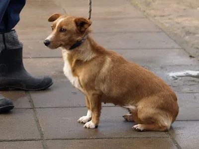 Pies do adopcji, Pabianice, 10 listopada 2025 (2/3)