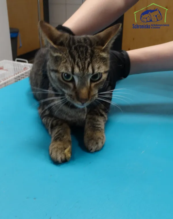 Kot do adopcji, Szczecin, 4 listopada 2025