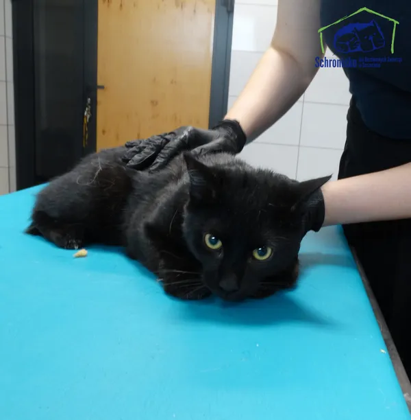 Kot do adopcji, Szczecin, 4 listopada 2025