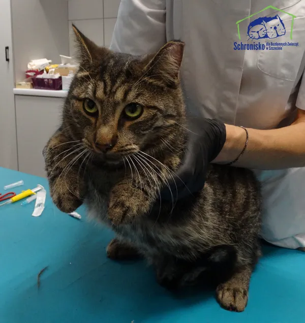 Kot do adopcji, Szczecin, 4 listopada 2025