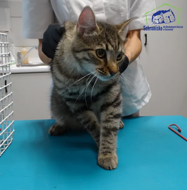 Kot do adopcji, Szczecin, 4 listopada 2025