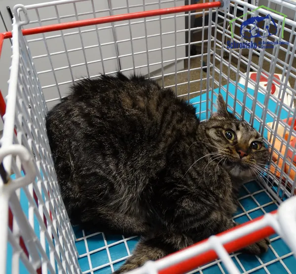 Kot do adopcji, Szczecin, 4 listopada 2025