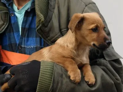 Pies do adopcji, Pabianice, 11 listopada 2025 (1/2)