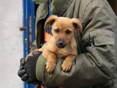 Pies do adopcji, Pabianice, 11 listopada 2025 (2/2)