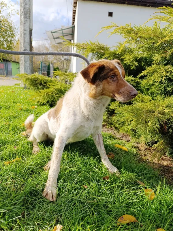 Pies do adopcji, Bełchatów, 4 października 2025 (2/5)